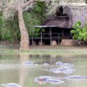 ZMB NOR SouthLuangwa 2016DEC10 NP 011 : 2016, 2016 - African Adventures, Africa, Date, December, Eastern, Month, National Park, Northern, Places, South Luangwa, Trips, Year, Zambia